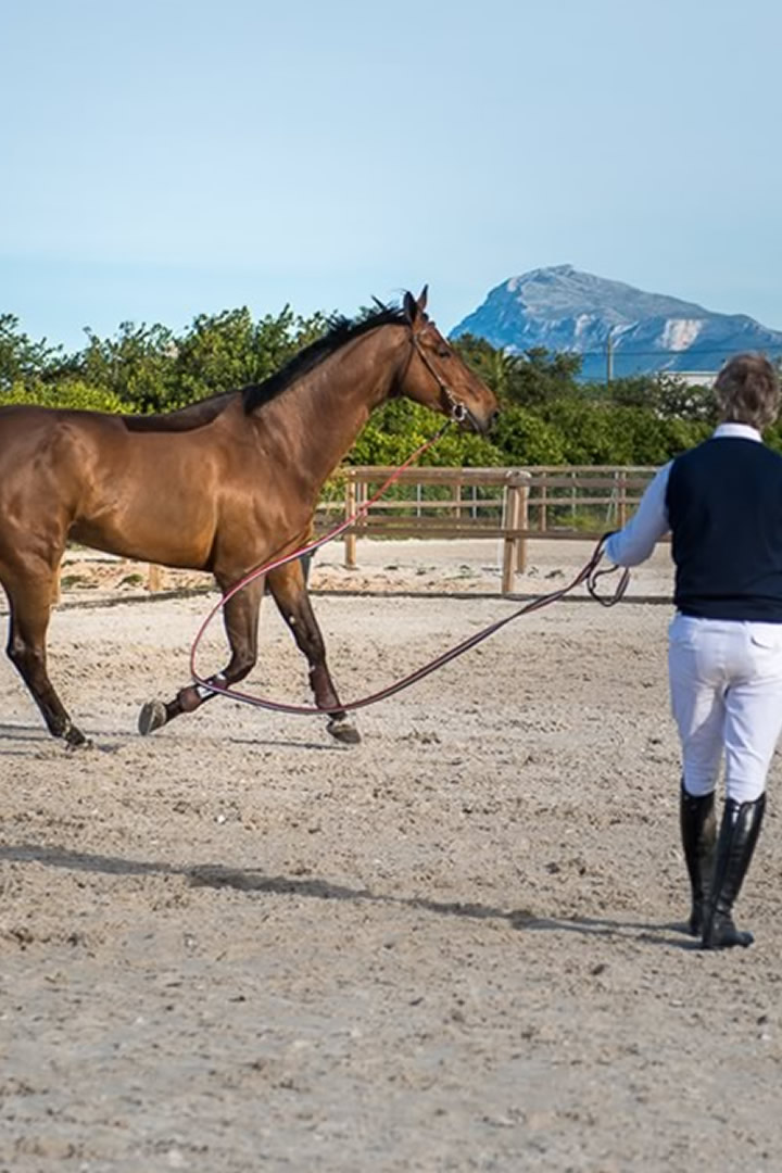 Image Feed - Feed hipica 10