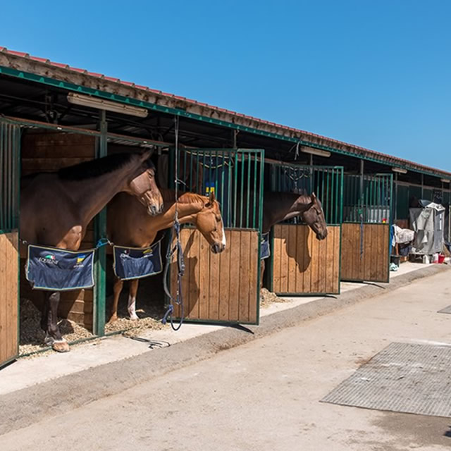 Image Feed - Feed hipica 5